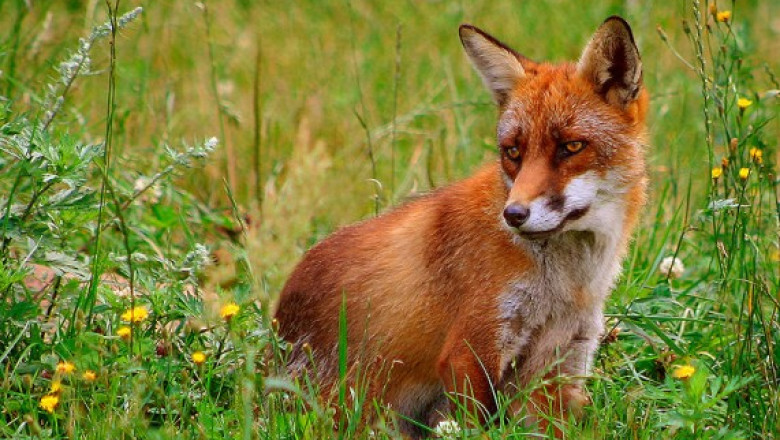 Alerta la Sfantu Gheorghe. In curtea unei gradinite a fost gasita o vulpe bolnava de rabie Imagine