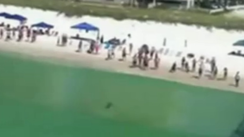 Alerta pe o plaja din Florida: un rechin-ciocan a ajuns aproape de plaja Imagine