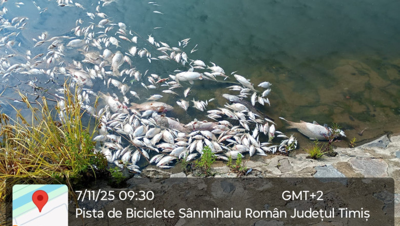 Alerta pe raul Bega: sute de pesti morti au fost descoperiti pe cursul apei Imagine