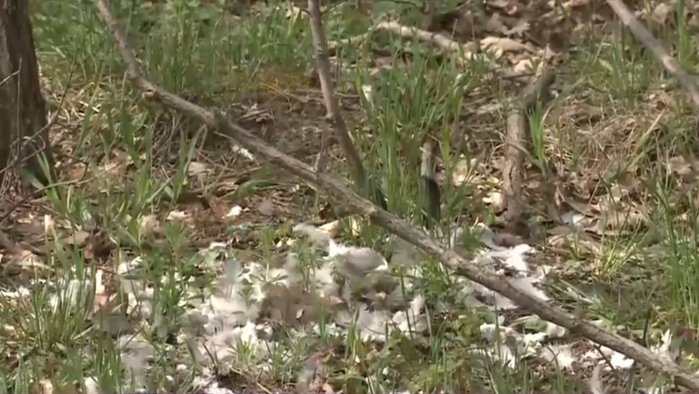 Alerta sanitara in Braila. Sute de porumbei morti au fost gasiti intr-o padure de langa Lacu Sarat Imagine