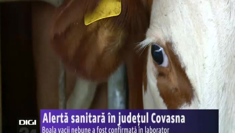 Alerta sanitara in judetul Covasna. Boala vacii nebune a fost confirmata in laborator Imagine