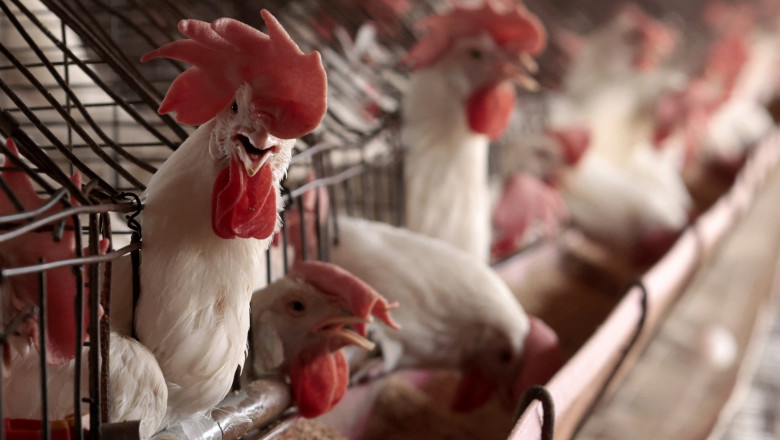 Alerta sanitara in SUA. Autoritatile au confirmat primul caz de gripa aviara la om, fara contact cu animalele Imagine