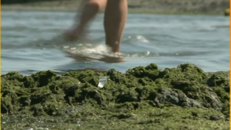 Alge in sudul litoralului Imagine