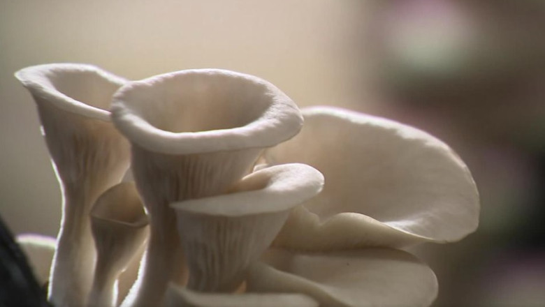 Ambalaje ecologice din ciuperci. Mai multi belgieni au gasit solutia pentru a salva planeta sufocata de plastic Imagine