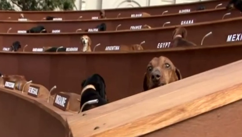 Ambasadori la ONU. 47 de soricari au jucat intr-o satira la adresa politicienilor Imagine