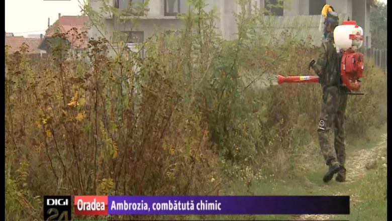 Ambrozia, combatuta chimic in Oradea Imagine