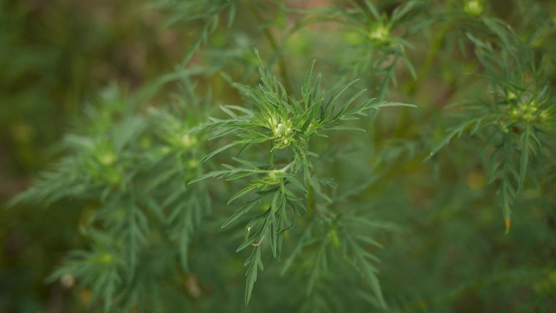Amenda de 100.000 de lei pentru proprietarii unui teren pe care crestea ambrozie Imagine