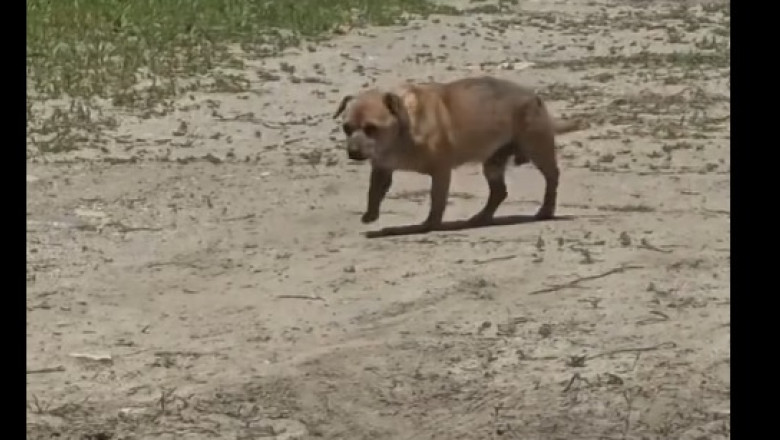 Amenda de 12.000 de lei pentru un barbat care a abandonat un caine in statiunea Mamaia Imagine