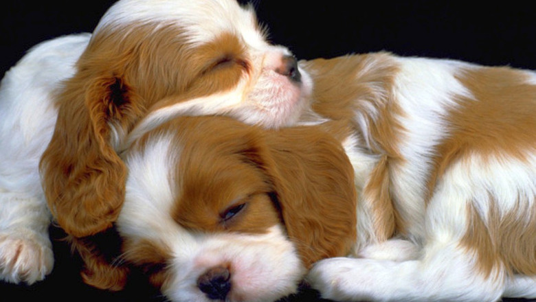 Amenda de 3.000 de lei pentru bucurestenii care nu-si inregistreaza cainii Imagine