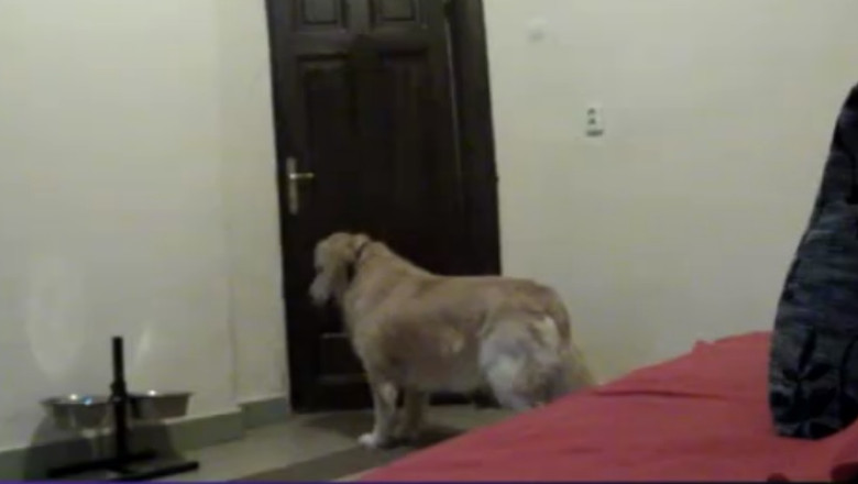 Amenda pentru animalele galagioase. Sanctiunile pot ajunge la 2.500 de lei Imagine