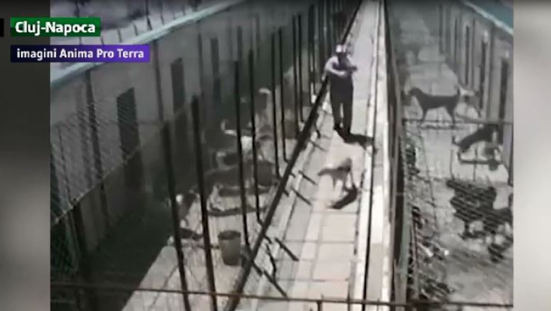 Amenda pentru unul dintre angajatii care a lovit cainii de la adapostul din Dej Imagine