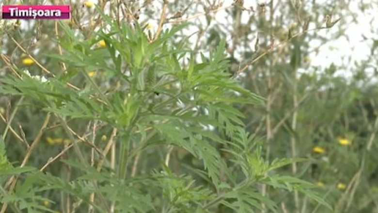Amenzi din cauza ambroziei. Opt sanctiuni pentru proprietarii care nu si-au ingrijit terenurile Imagine