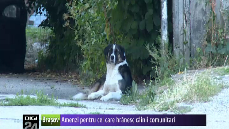 Amenzi pentru cei care hranesc cainii comunitari Imagine