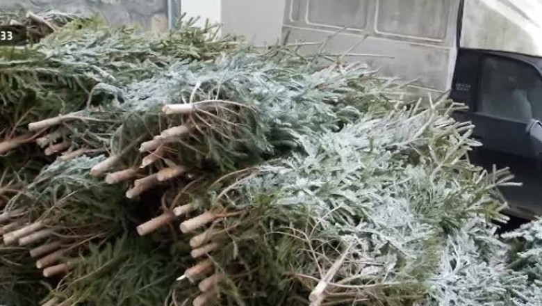 Amenzi pentru cumparatorii de brazi taiati ilegal Imagine