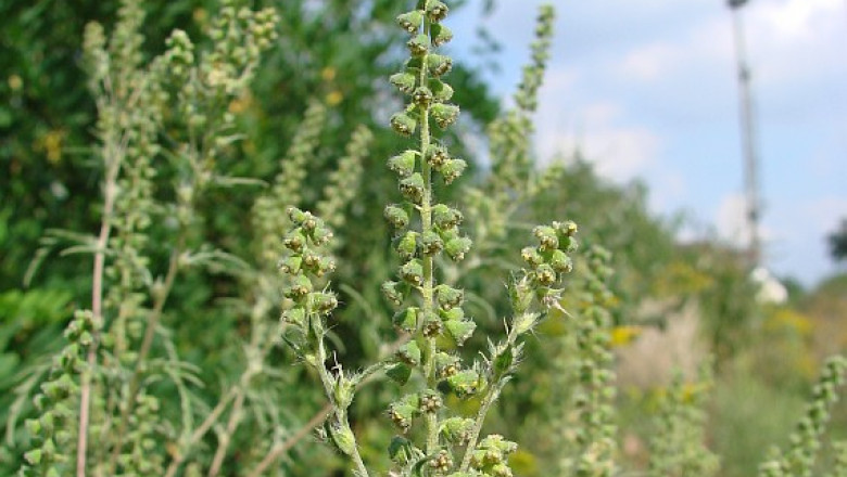 Amenzi pentru oradenii care nu distrug ambrozia. Buruiana este cautata cu ajutorul politistilor locali Imagine