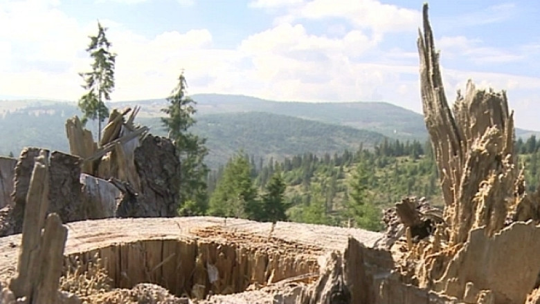 Americanii de la Harvard isi vand padurile din Romania. Pana acum nu au aparut cumparatori Imagine