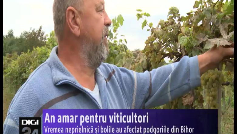 An amar pentru viticultori. Vremea neprielnica si bolile au afectat podgoriile din Bihor Imagine