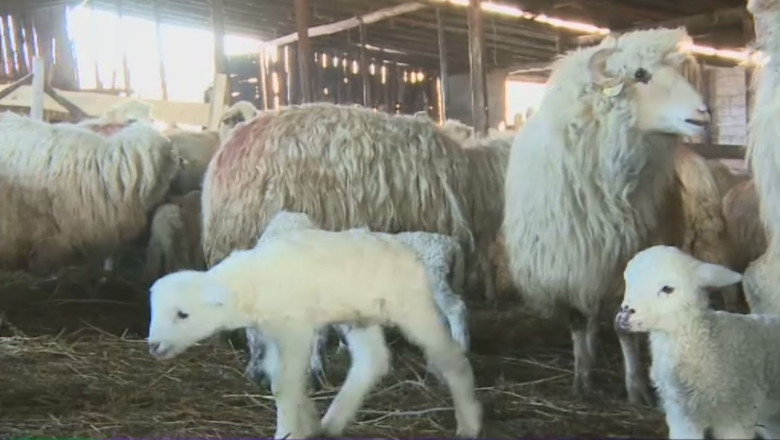 An bun pentru crescatorii de oi Imagine