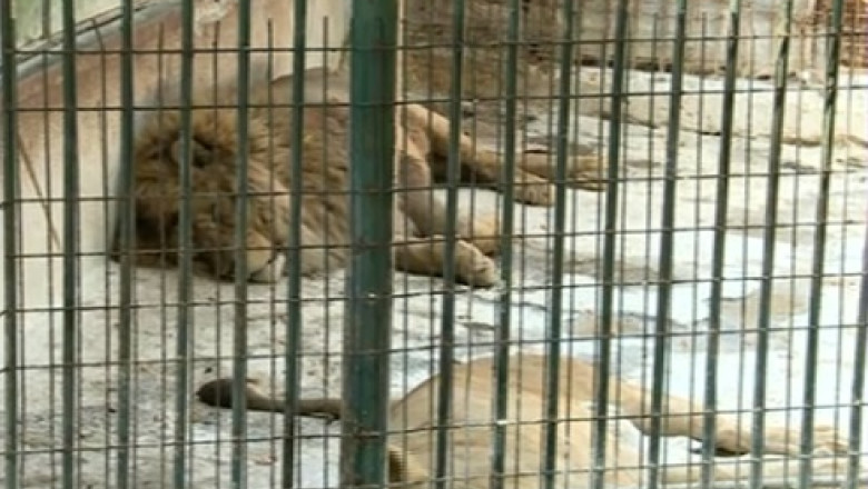 Animale de la Zoo Valcea, donate pentru ca sunt „prea urate” Imagine