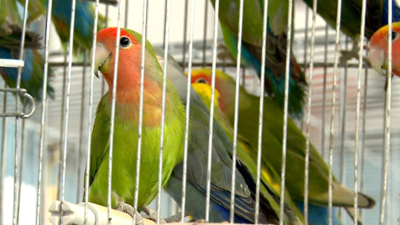 Animale rare, expuse la Iasi. Exemplarele s-au vandut cu preturi intre 50 si 800 de lei Imagine