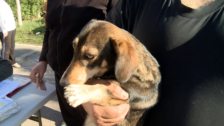 Animalele de companie, la pensiune Imagine