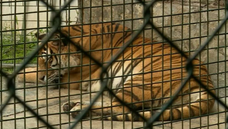 Animalele de la Gradina Zoologica din Oradea pot fi adoptate la distanta Imagine