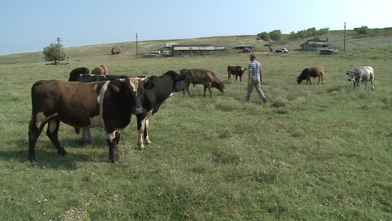 Animalele fermierilor din Buzau, in pericol Imagine