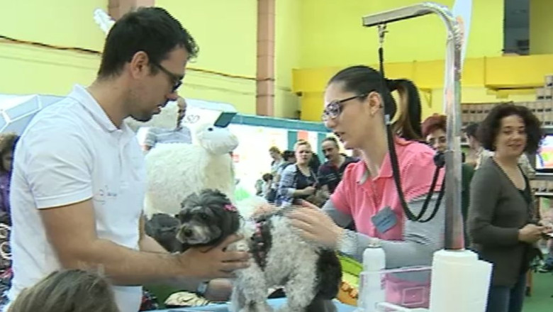 Animalul de companie cu cheltuiala se tine Imagine