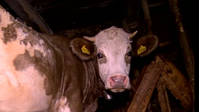 ANSVSA nu a mai platit medicii veterinari pentru vaccinari din primavara. Datoriile ajung pana la 20.000 de lei pentru un medic Imagine