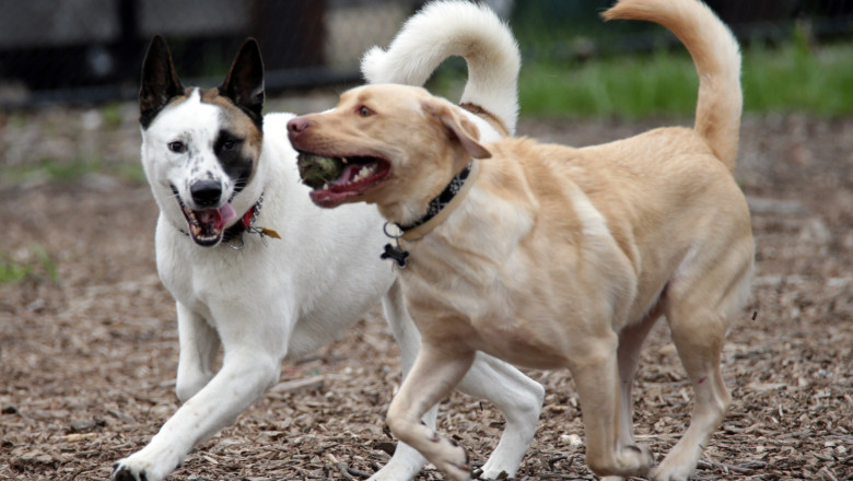 ANSVSA: Termenul limita pentru microciparea cainilor ar putea fi prelungit Imagine