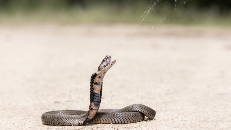 Antidot revolutionar impotriva veninului de sarpe, creat din sangele unui barbat muscat de 200 de ori de vipere si cobre Imagine