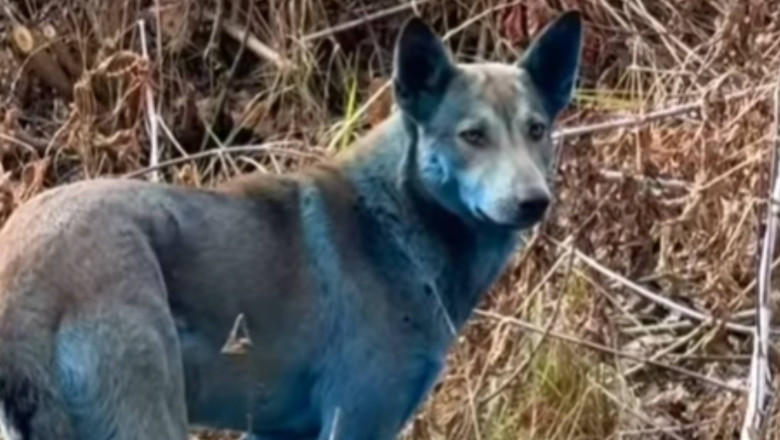 Aparitie bizara la Cernobil, dupa aproape 40 de ani de la dezastrul nuclear: caini cu blana albastra. Ipoteza unui ONG Imagine