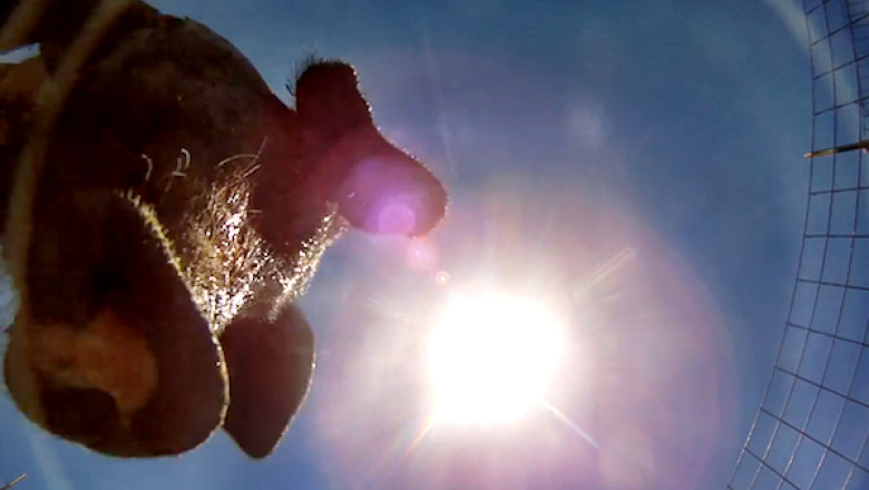 Apetitul Chinei scumpeste carnea. Cum pot ajunge banii din vanzarea porcilor romanesti in conturile statului asiatic Imagine