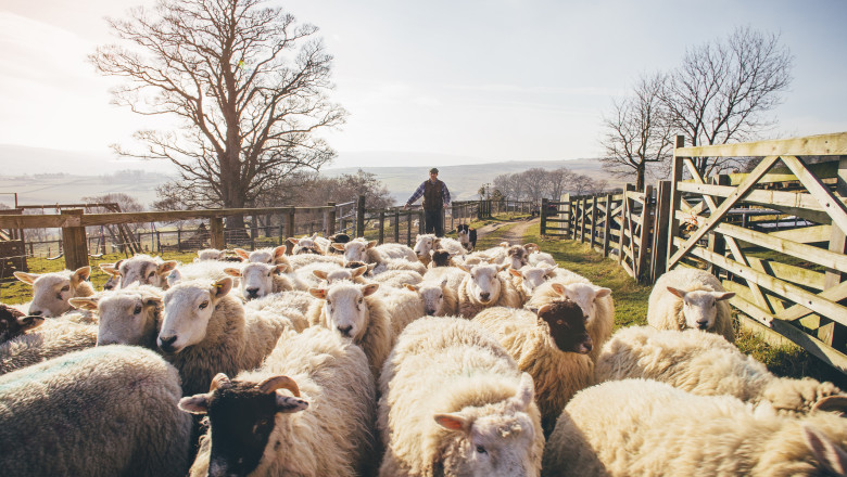 APIA incepe eliberarea adeverintelor pentru fermierii crescatori de animale care vor sa ia credite bancare Imagine