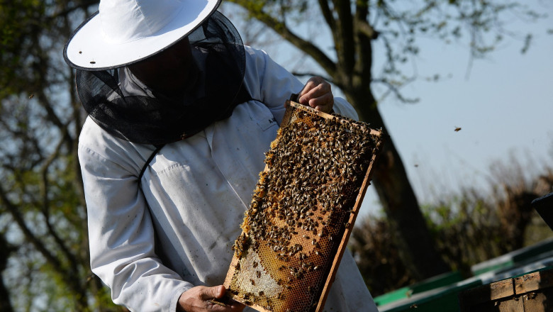 Apicultorii romani cer stoparea importului de miere din Ucraina: „Daca nu se vor lua masuri ca la cereale, vom falimenta stupinele” Imagine