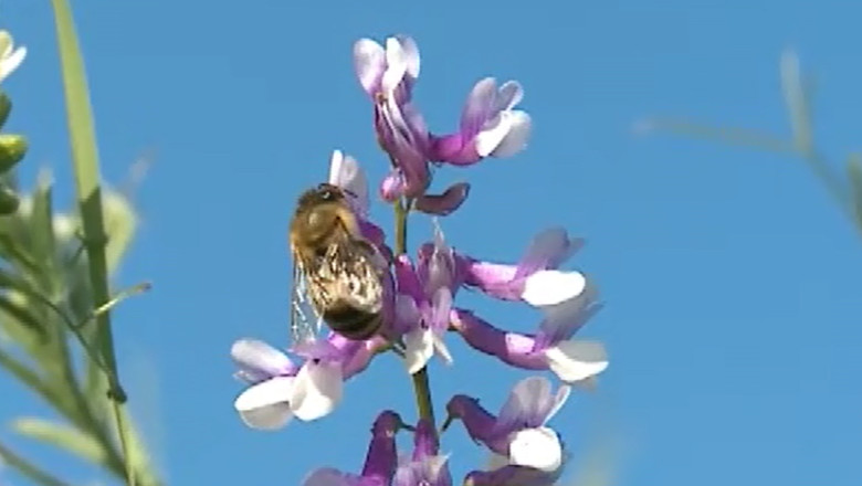 Apicultura, afacere de succes. Romania este pe locul 7 in UE in ce priveste efectivul de albine Imagine