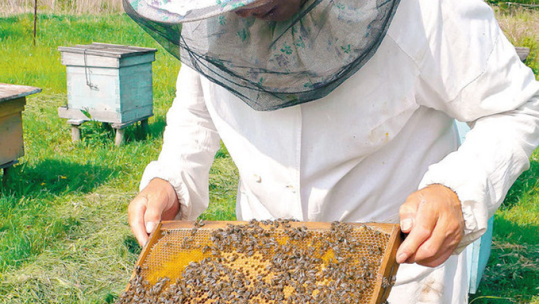 Apicultura, o afacere profitabila. Castigurile lunare pot depasi 10.000 de euro Imagine