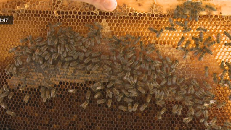 Apicultura, o pasiune transformata in afacere Imagine