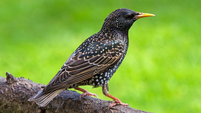 Aproape 14.000 de grauri si 5.000 de pescarusi razatori au fost numarati in Romania la maratonul ornitologic Big Day Imagine