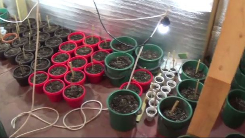 Aproape 400 de ghivece cu plante de canabis, descoperite in doua locuinte din Dambovita si Arges Imagine