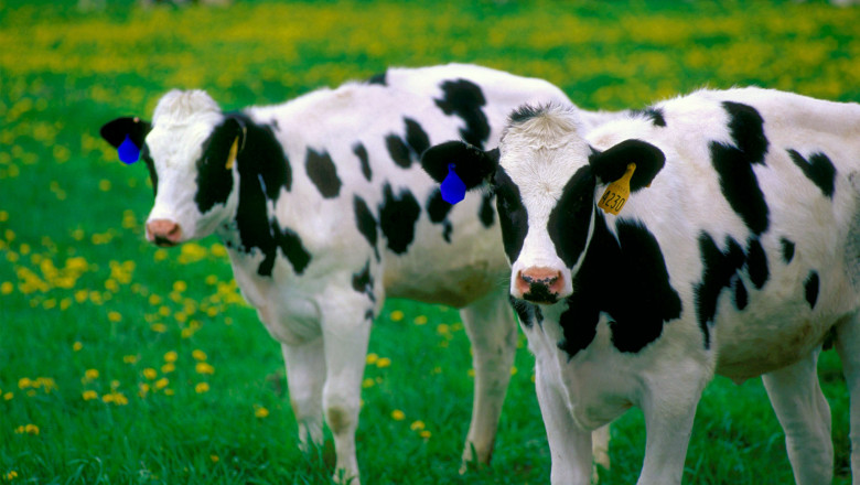 Aproape o treime dintre fabricile de lapte din Romania s-au inchis anul trecut Imagine