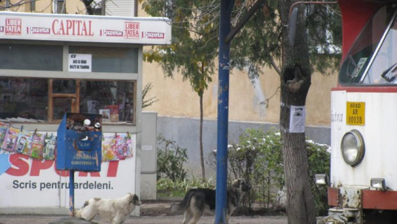 Arad: cainii vagabonzi au ocupat o statie de tramvai Imagine