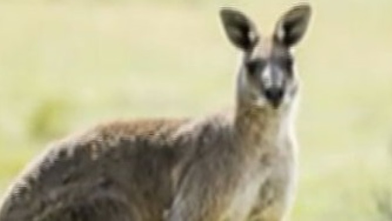 Arad. Cangur fugarit pe liniile de cale ferata, in apropierea garii. Animalul a murit Imagine