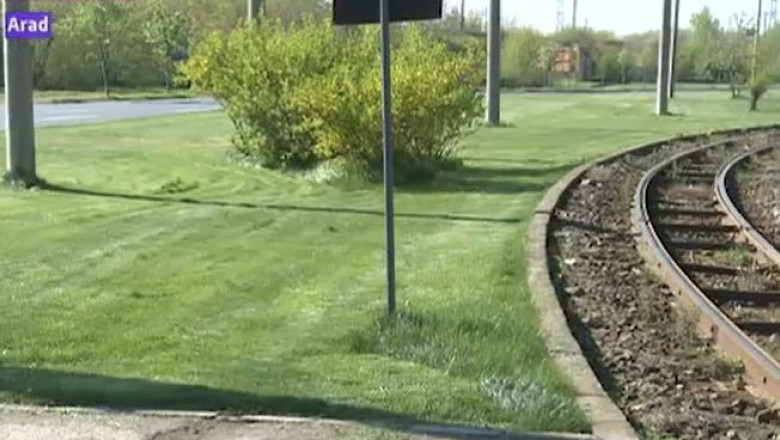 Arad: iarba verde si scumpa, de acasa. Rulouri de gazon, calcate in picioare de pietoni Imagine