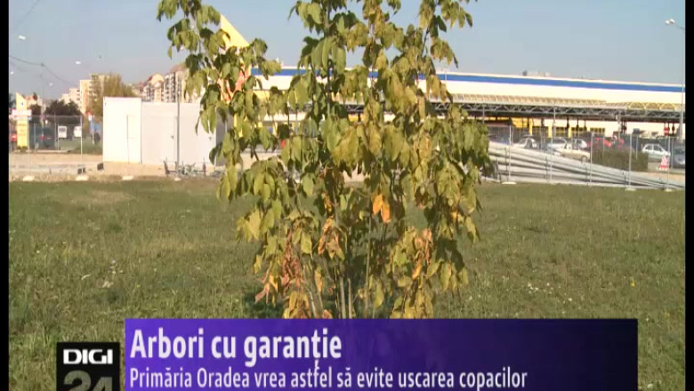 Arbori cu garantie. Primaria Oradea vrea astfel sa evite uscarea copacilor Imagine