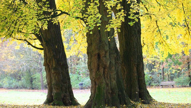 Arbori de Ginkgo Biloba in centrul Bistritei Imagine