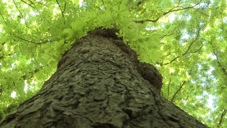 Arbori salvati printr-un vot. Consilierii judeteni din Iasi vor lua act de o lista cu 383 de arbori deosebiti Imagine