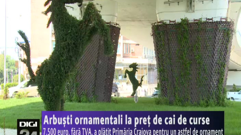 Arbusti ornamentali la pret de cai de curse. 7.500 euro, fara TVA, a platit Primaria Craiova pentru un astfel de ornament Imagine