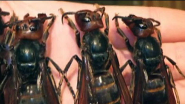Armata din China a distrus un cuib de viespi uriase. Insectele au ucis 40 de oameni Imagine