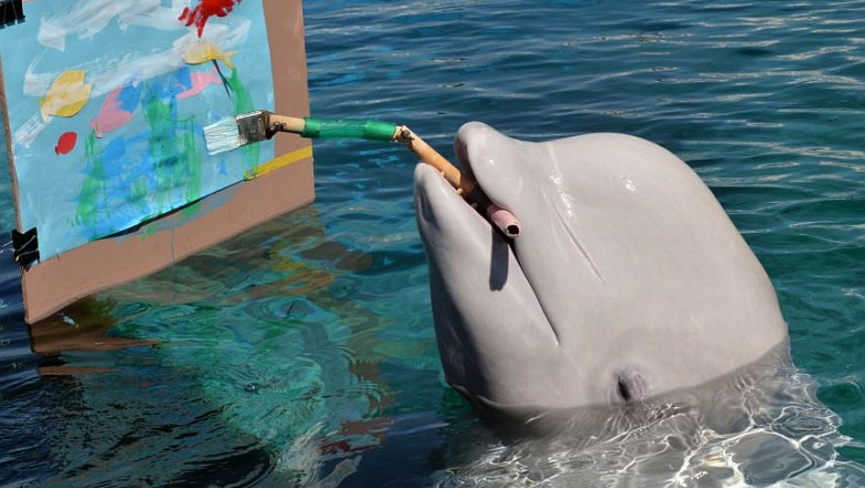 Artistii din valuri: Trei balene albe din Japonia invata sa picteze Imagine